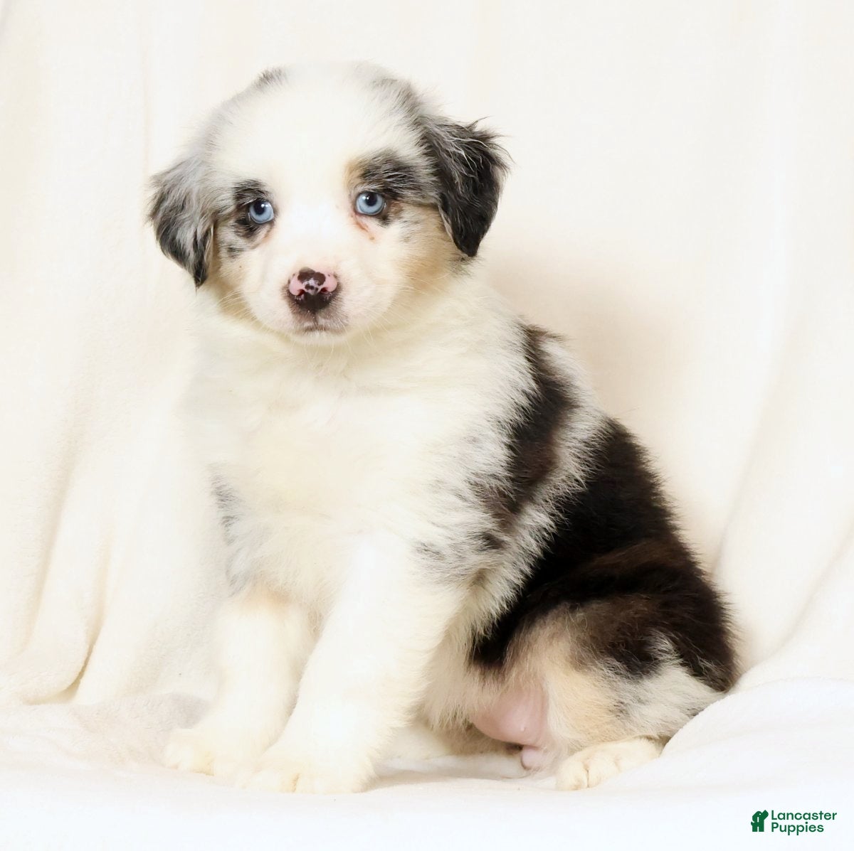 Miniature Australian Shepherd dogs Lacey - Ad 2