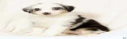 Miniature Australian Shepherd dogs for sale: Lacey - Ad 6