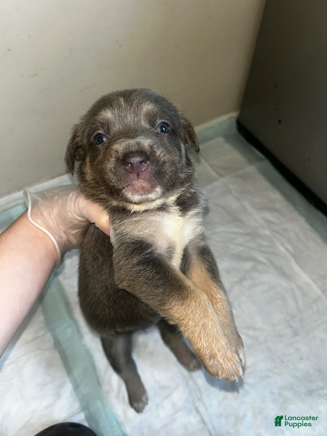 Mixed Breed dogs for sale: Mixed Breed Puppy 1 - Ad 1