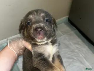 Mixed Breed dogs Mixed Breed Puppy 1 - Ad 7