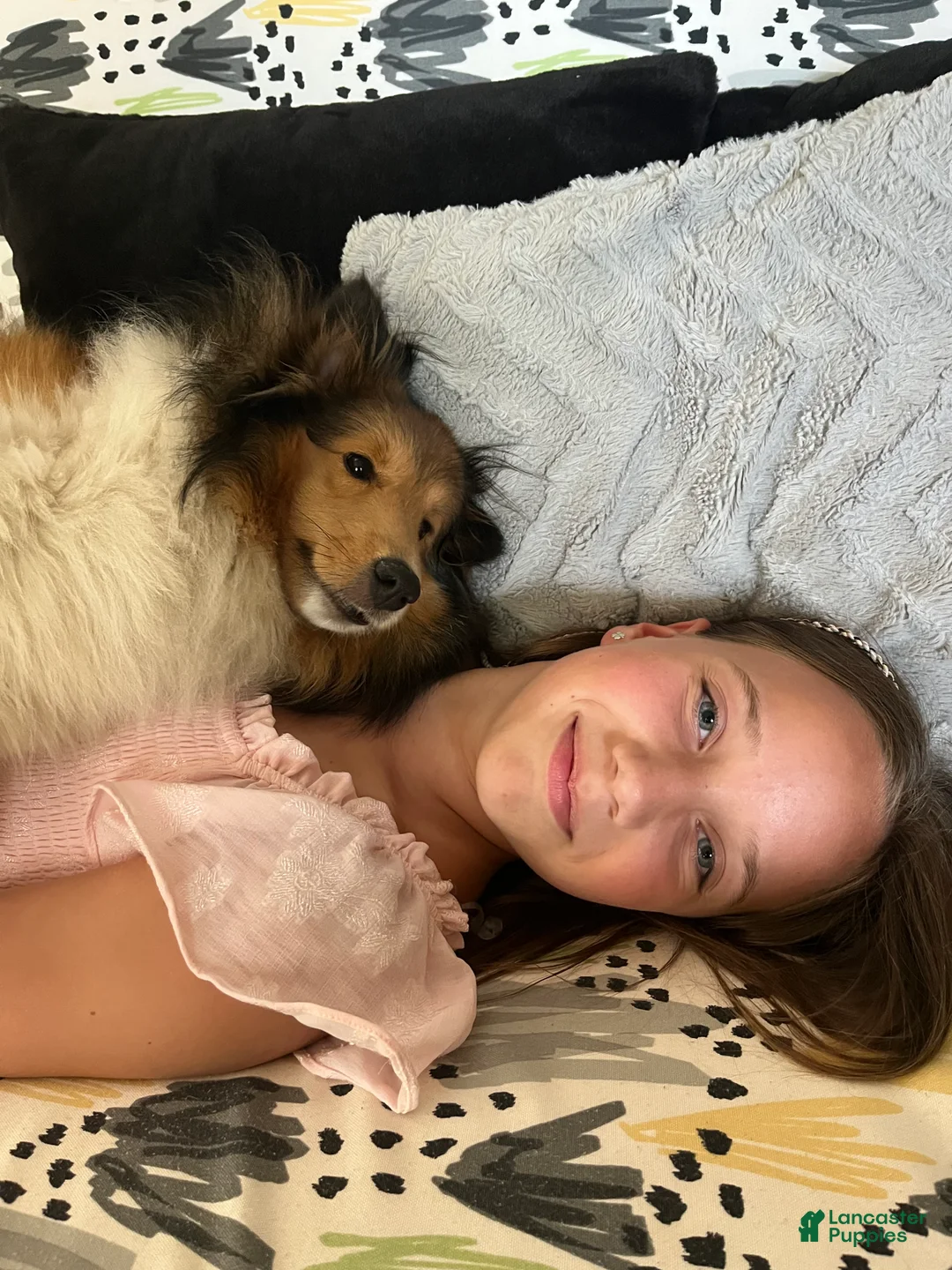 Shetland Sheepdog dogs for sale: Shetland Sheepdog Puppy 2 - Ad 9