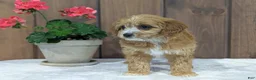 Cavapoo dogs for sale: Cavapoo Puppy 1 - Ad 5