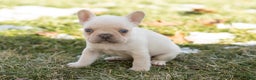French Bulldog dogs for sale: Dolly - Ad 3