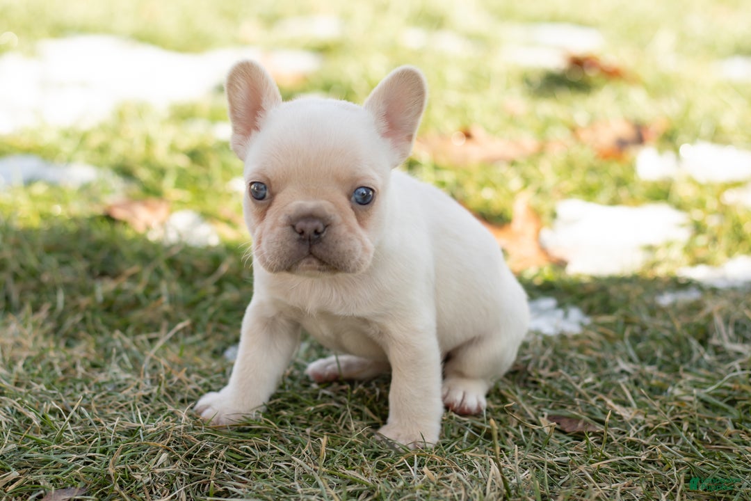 French Bulldog dogs for sale: Dolly - Ad 3