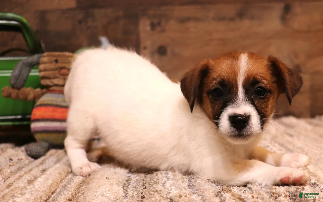 Jack Russell Terrier dogs for sale: Sailor is white w/ tri markings  - Ad 1