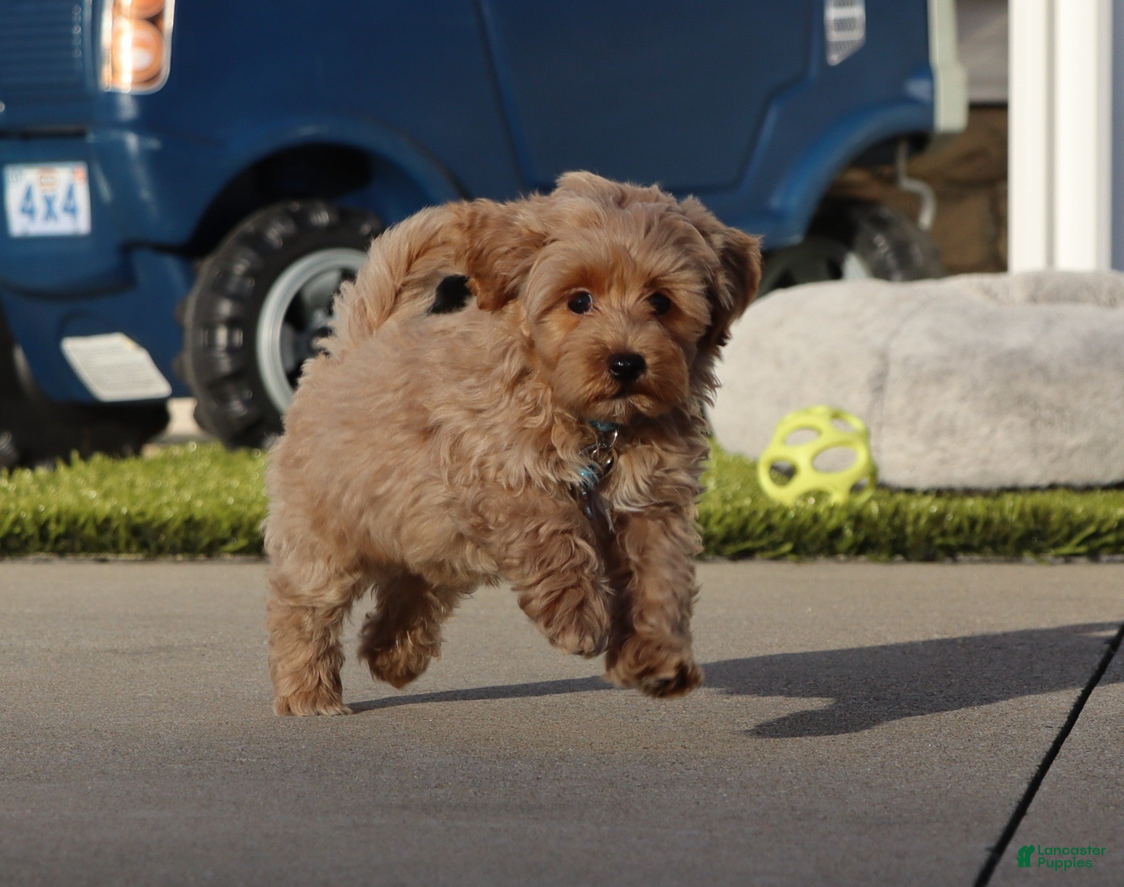Havapoo dogs Phoenix 💙👨‍👨‍👧‍👦💞🐕 Minature - Ad 1
