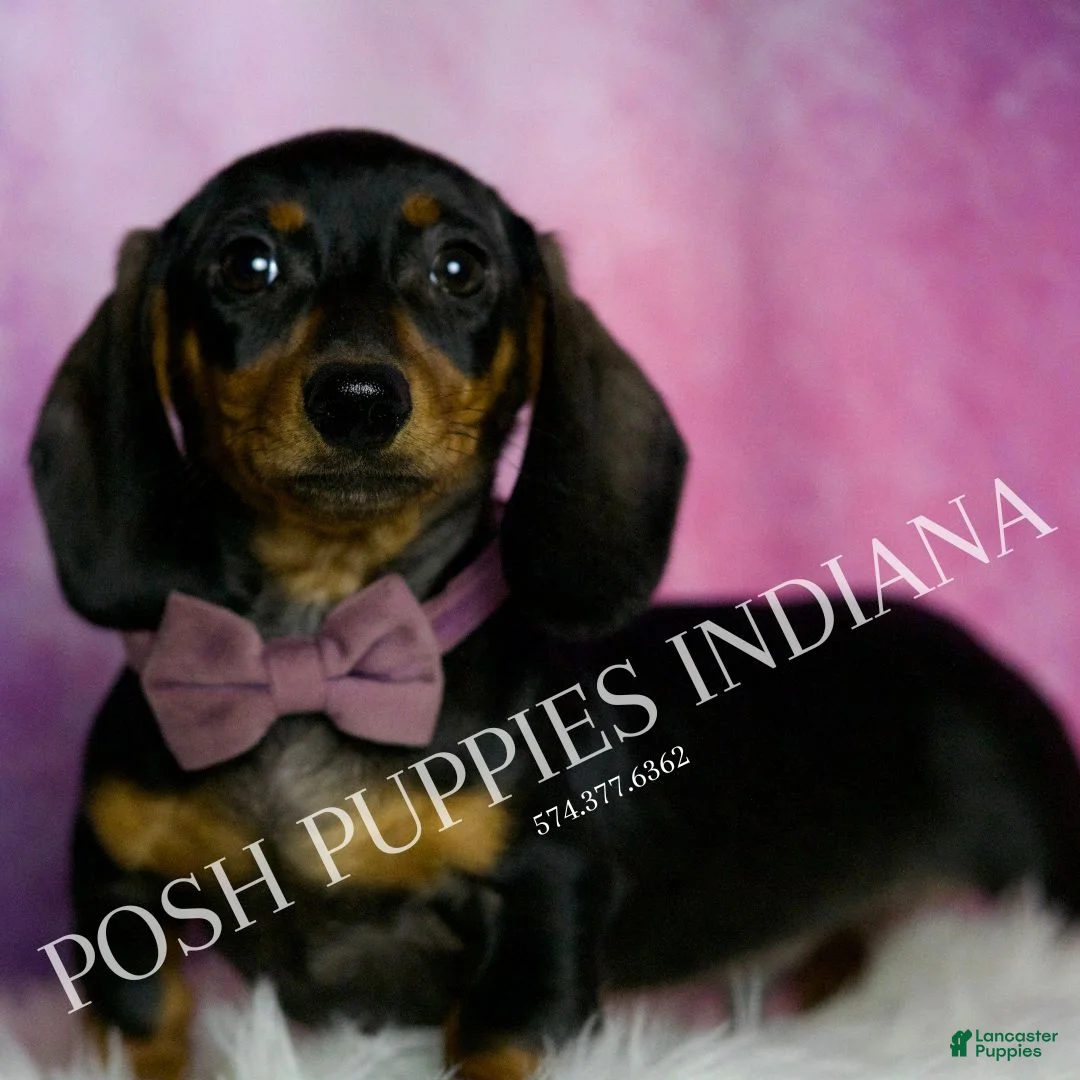 Miniature Dachshund dogs for sale: Stretch - Ad 5