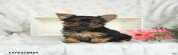 Yorkshire Terrier dogs for sale: Lilac - Ad 1