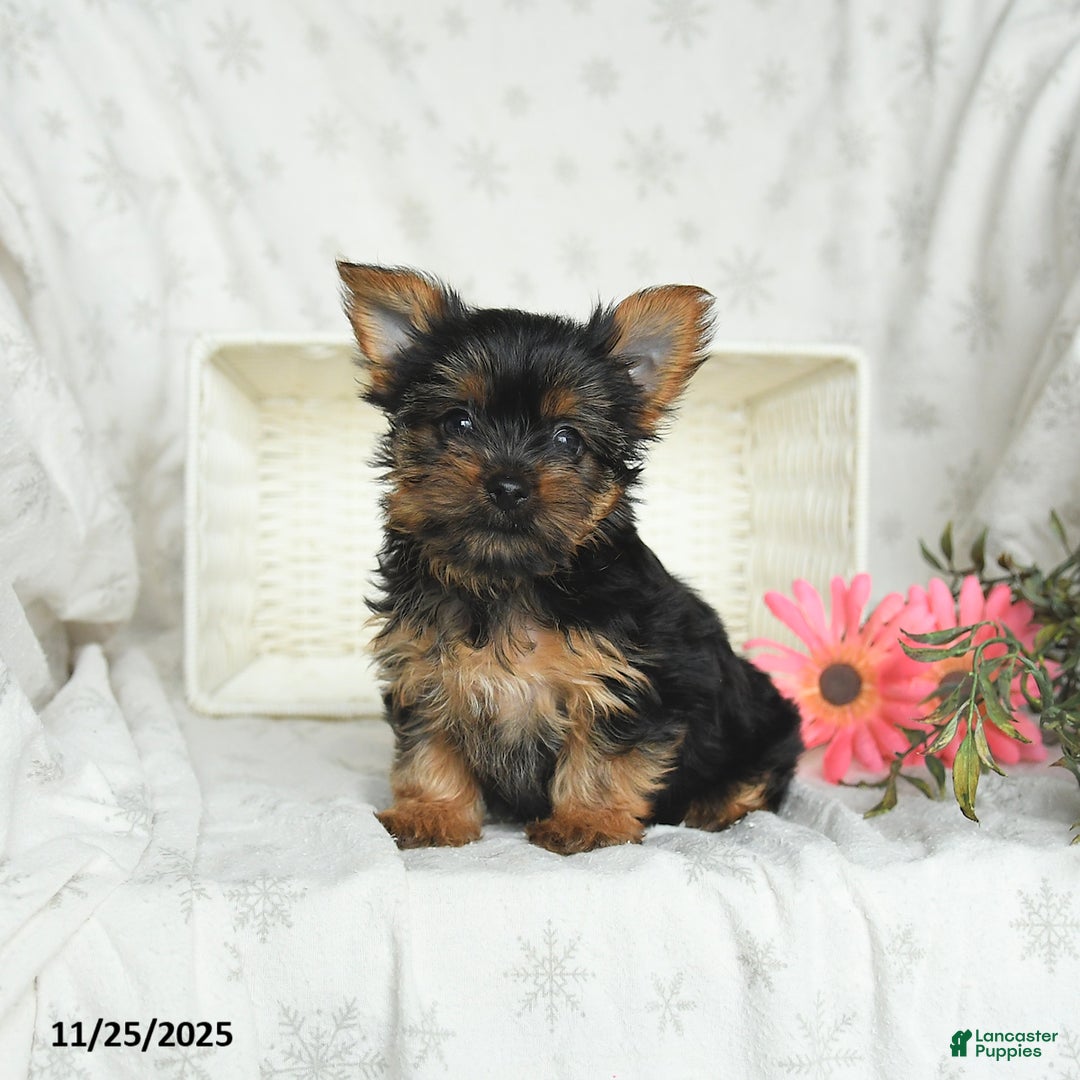 Yorkshire Terrier dogs for sale: Lilac - Ad 1