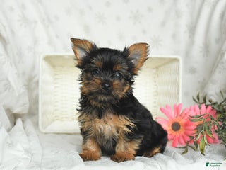 Yorkshire Terrier dogs Lilac - Ad 28