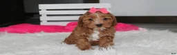 Cockapoo dogs for sale: Felicity  - Ad 15