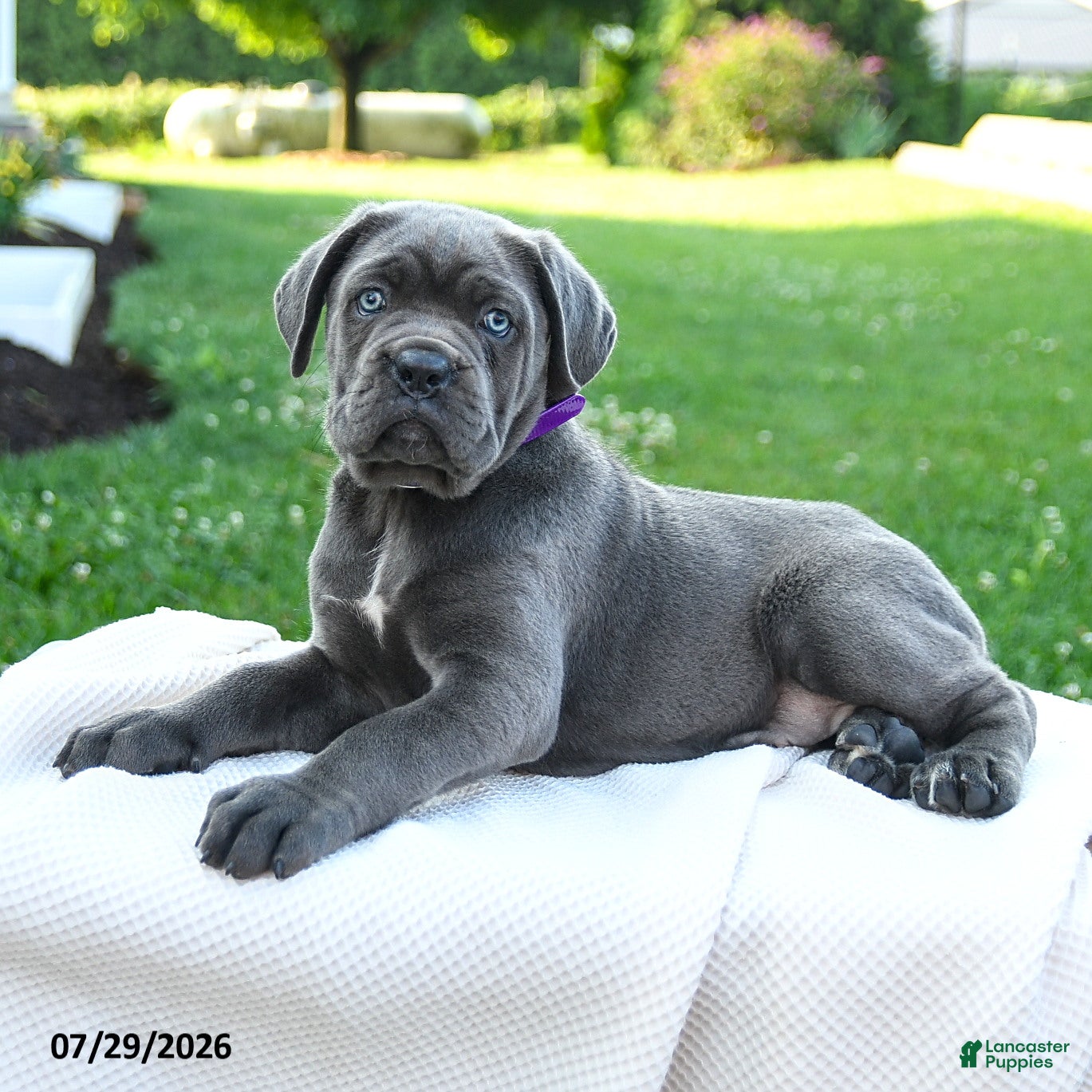Cane Corso dogs Nala  - Ad 2