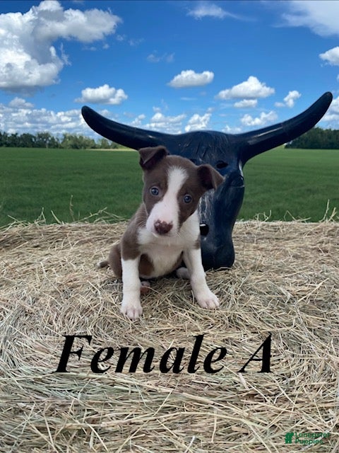 Border Collie dogs Female A - Ad 1