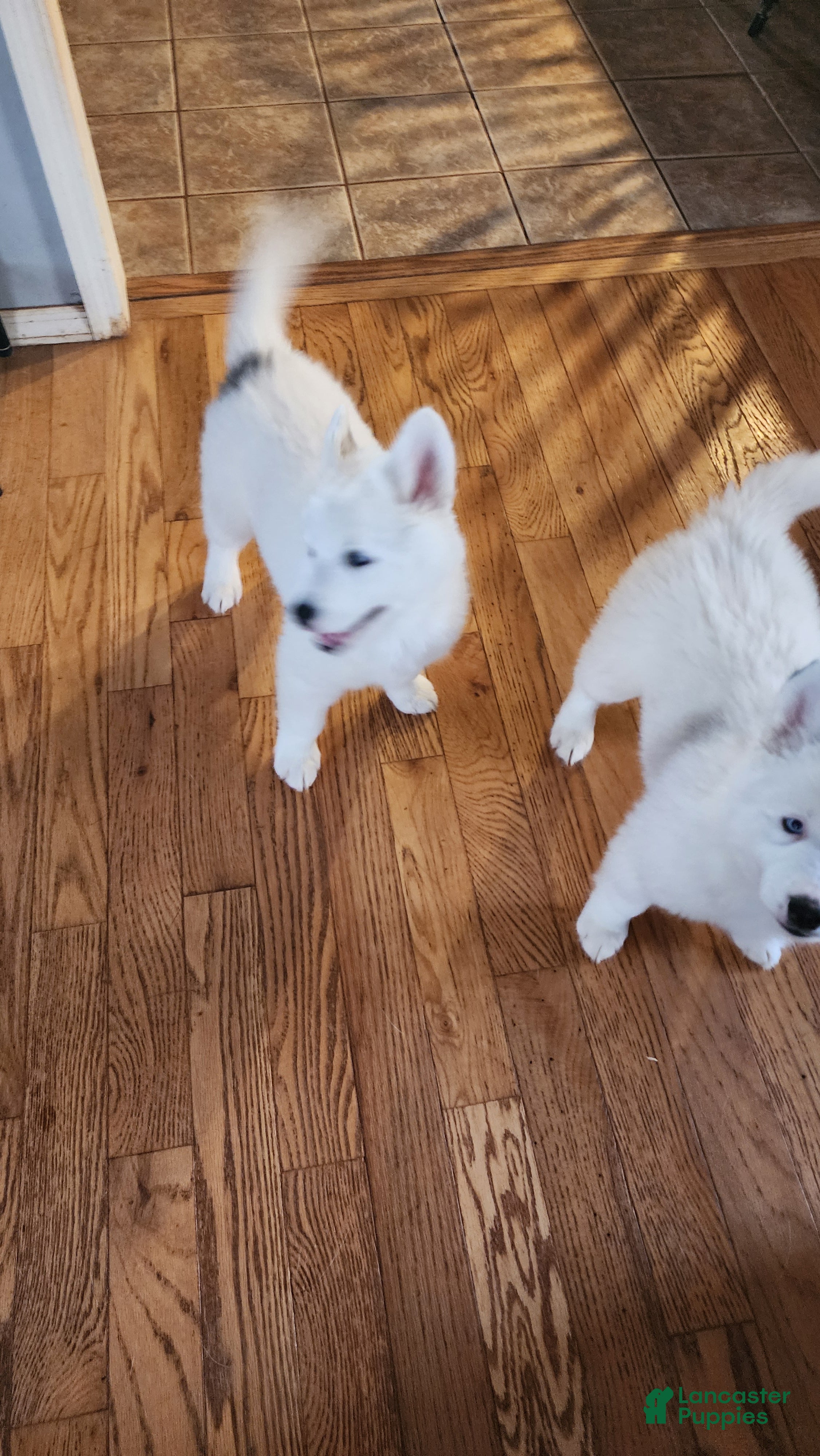 Siberian Husky dogs Siberian Husky Puppy 1 - Ad 17