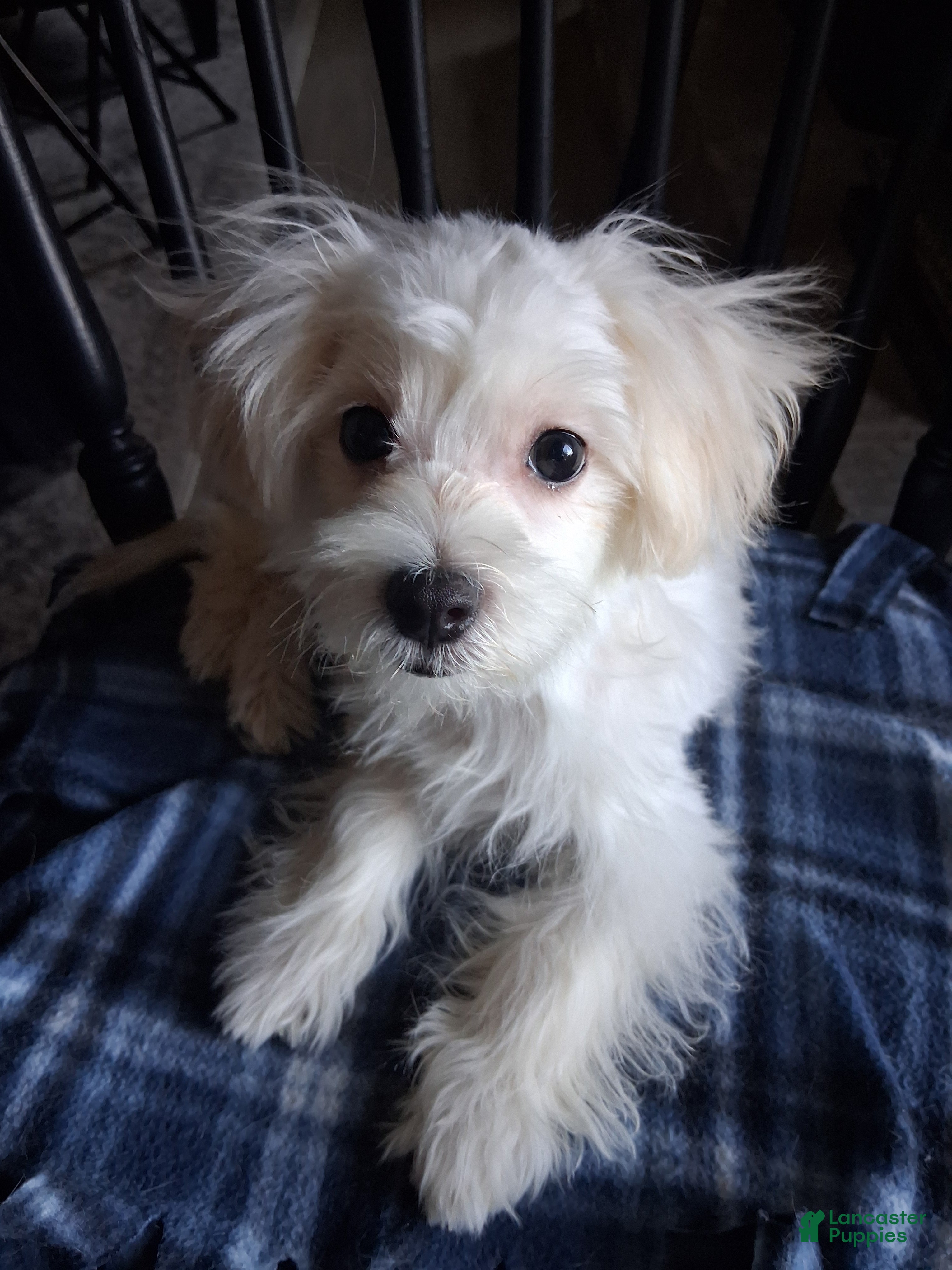 Maltese dogs Silas - Ad 1