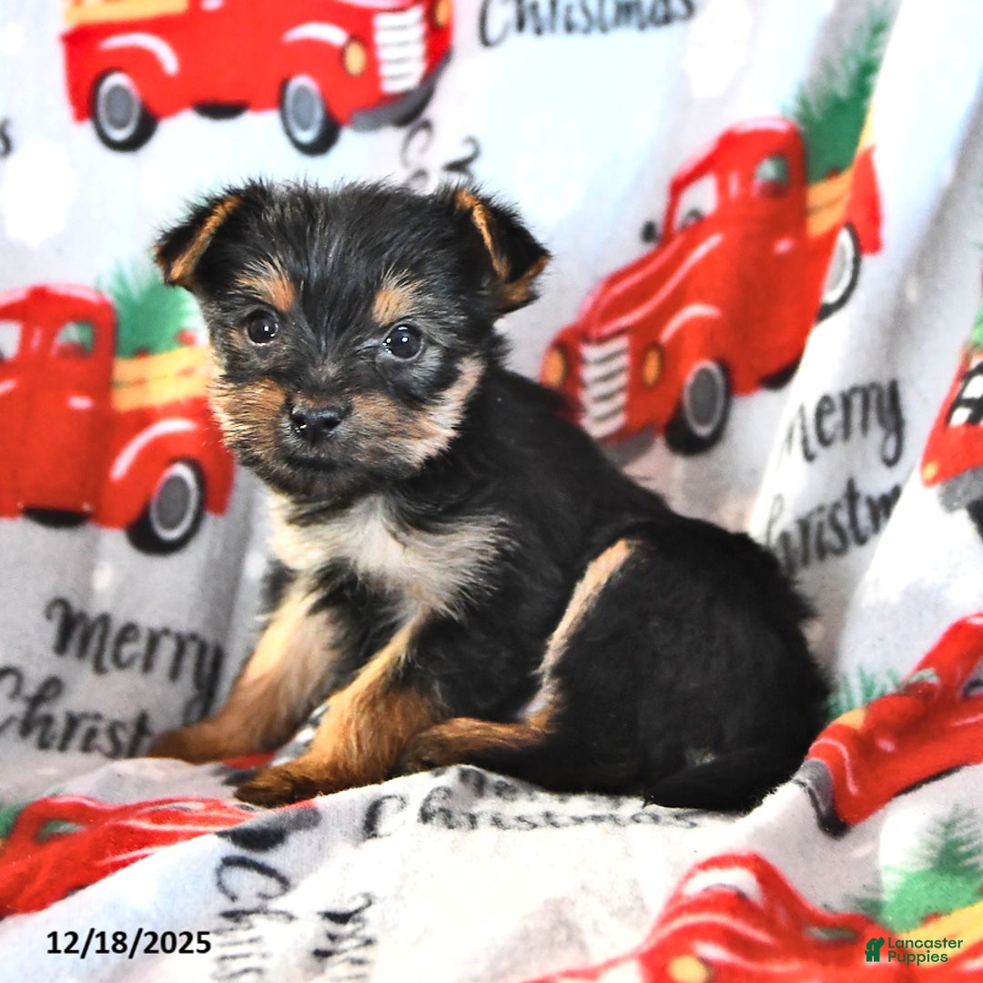 Morkie dogs for sale: Miles - Ad 3