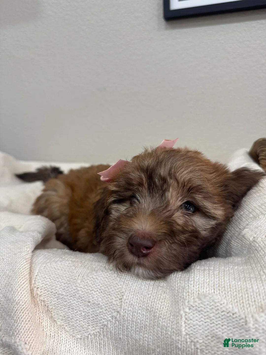 Mini Bernedoodle dogs for sale: Mini Bernedoodle Muffin-Rose Collar - Ad 2