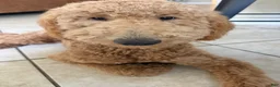 Goldendoodle dogs for sale: Goldendoodle 1 - Ad 1