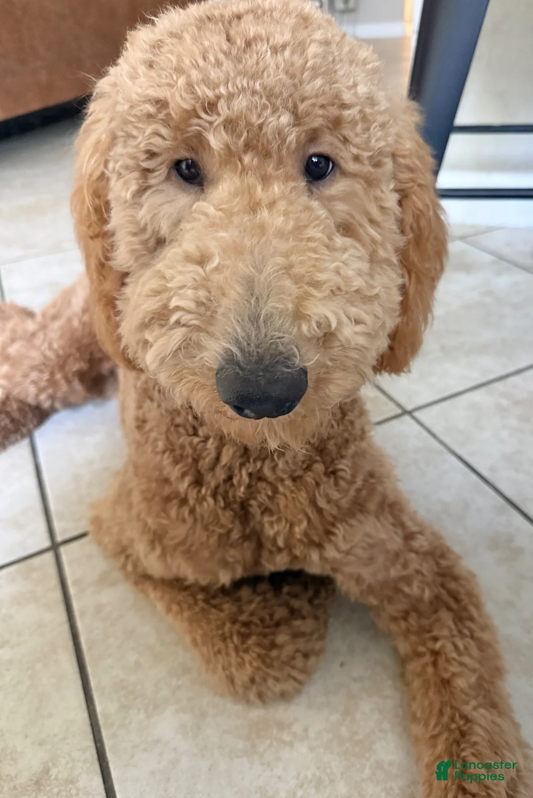 Goldendoodle dogs for sale: Goldendoodle 1 - Ad 1