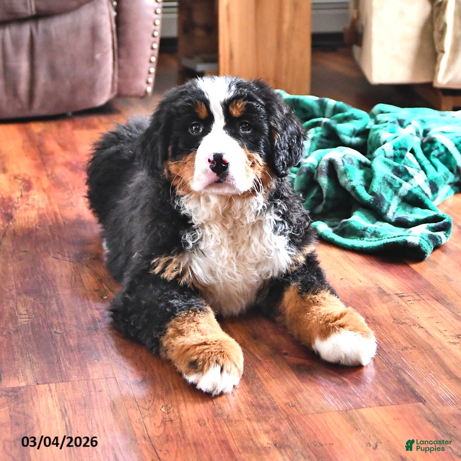 Bernese Mountain Dog dogs Jasmine - Ad 1