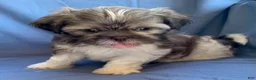 Shih Tzu dogs for sale: Monty - Ad 8