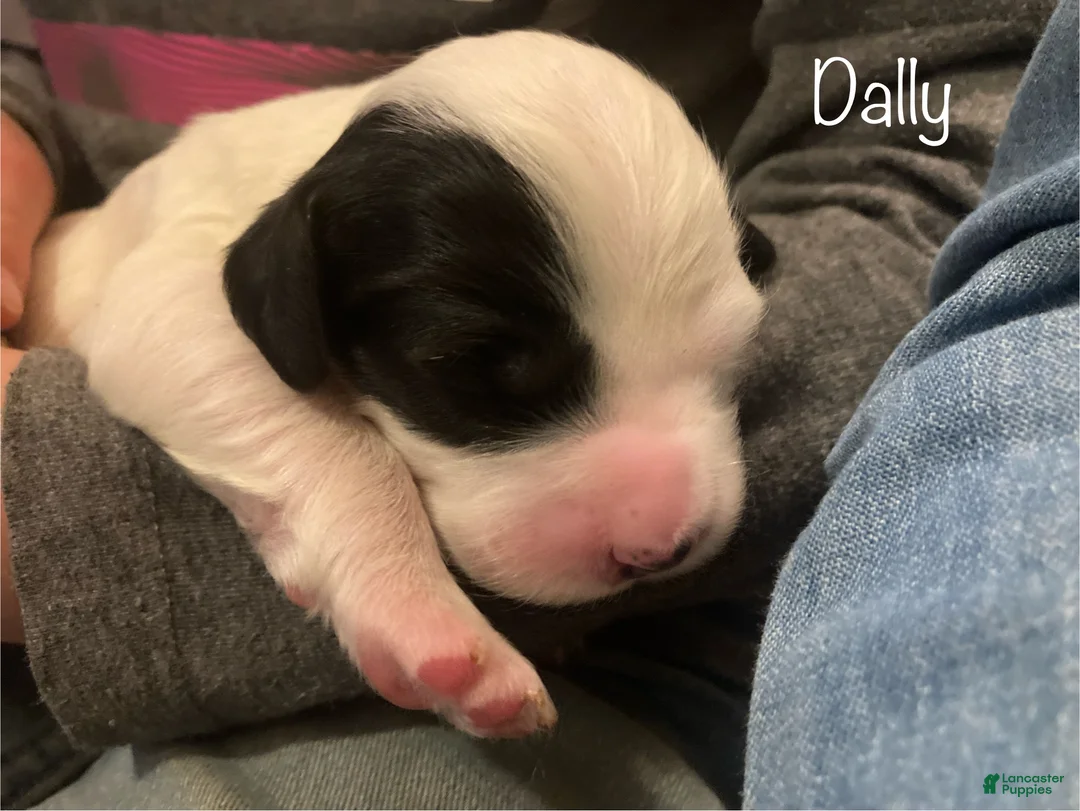 English Setter dogs for sale: Dally - Ad 4