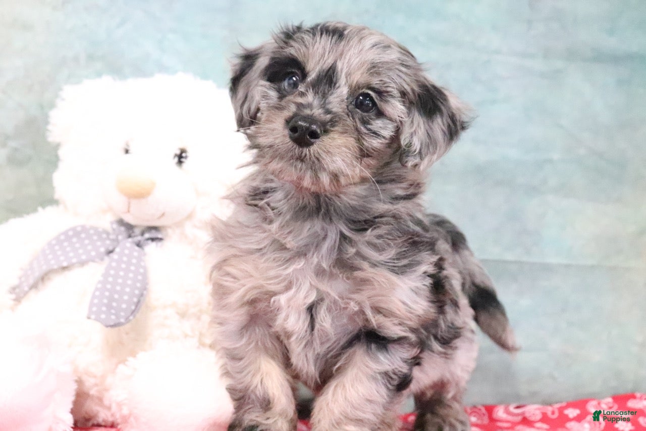 Mini Goldendoodle dogs Hazel - Ad 1