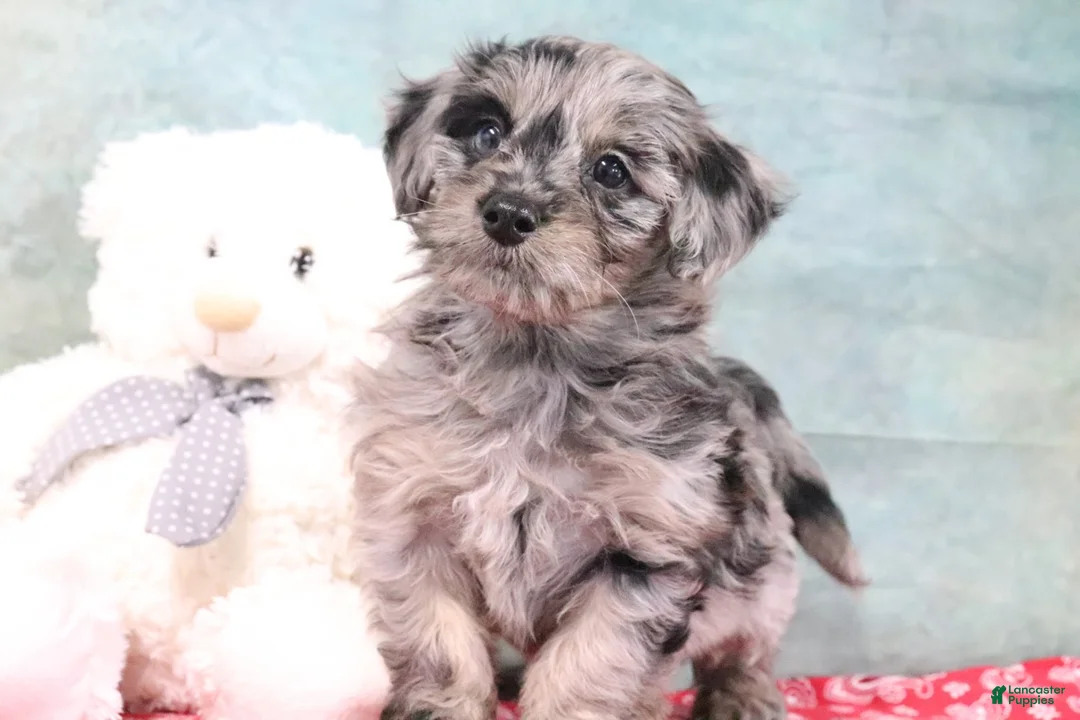 Mini Goldendoodle dogs for sale: Hazel - Ad 1