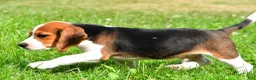 Beagle dogs for sale: Milo - Ad 8
