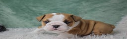 English Bulldog dogs for sale: Elsa - Ad 4