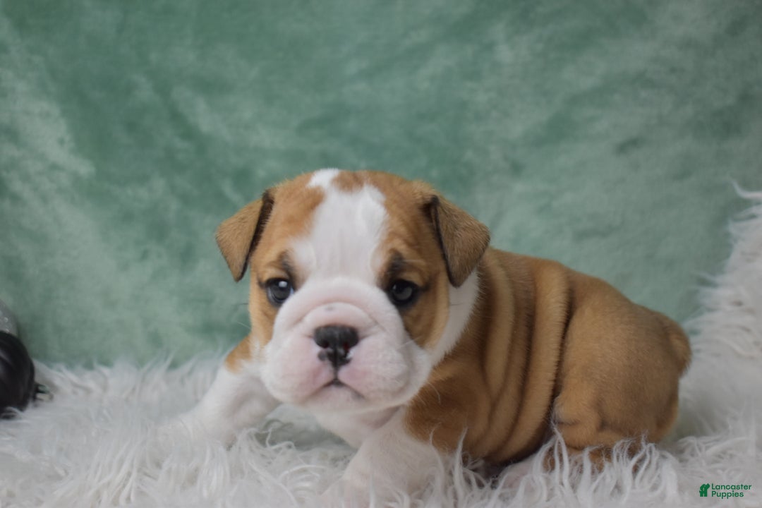 English Bulldog dogs for sale: Elsa - Ad 4