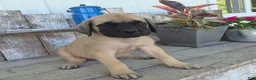 English Mastiff dogs for sale: Benjo - Ad 4