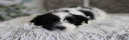 Maltipoo dogs for sale: Izzy - Ad 6