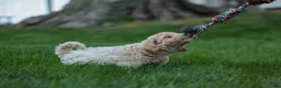 Bichpoo dogs for sale: 🐾 Olive 🐾 - Ad 12