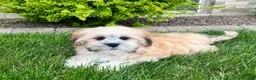 Lhasa Apso dogs for sale: Simba - Ad 3