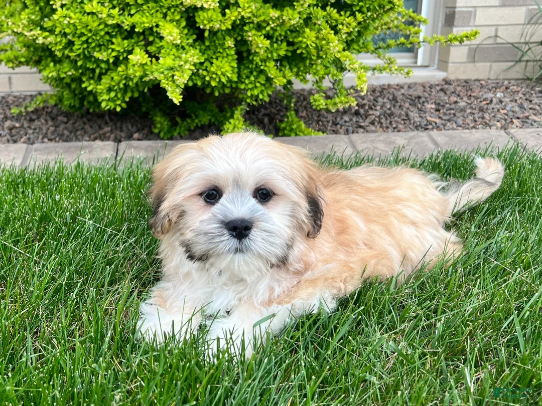 Lhasa Apso dogs for sale: Simba - Ad 3