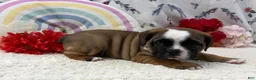English Bulldog dogs for sale: Lacey - Ad 4