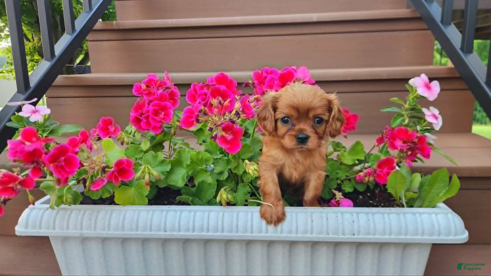 Cavalier King Charles Spaniel dogs Bronco - Ad 2