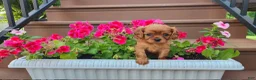 Cavalier King Charles Spaniel dogs for sale: Bronco - Ad 6