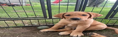 Red Collar  “Red”