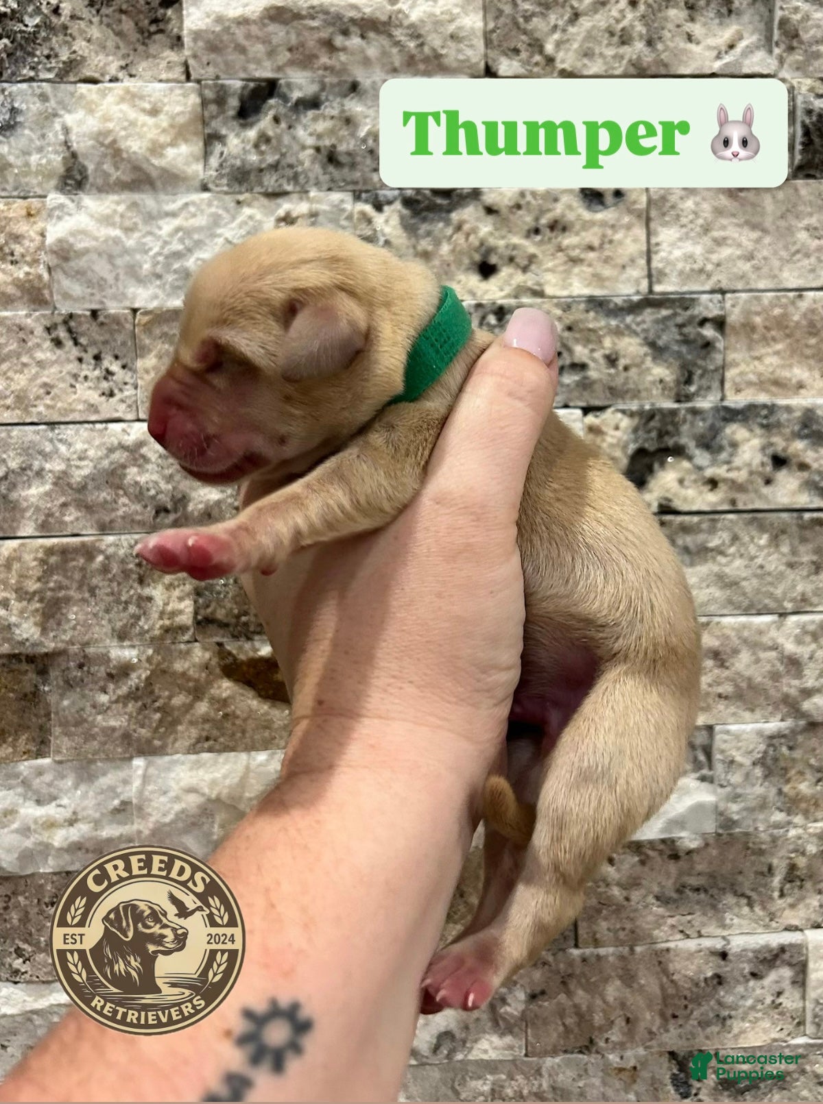 Labrador Retriever dogs for sale: Thumper - Ad 2