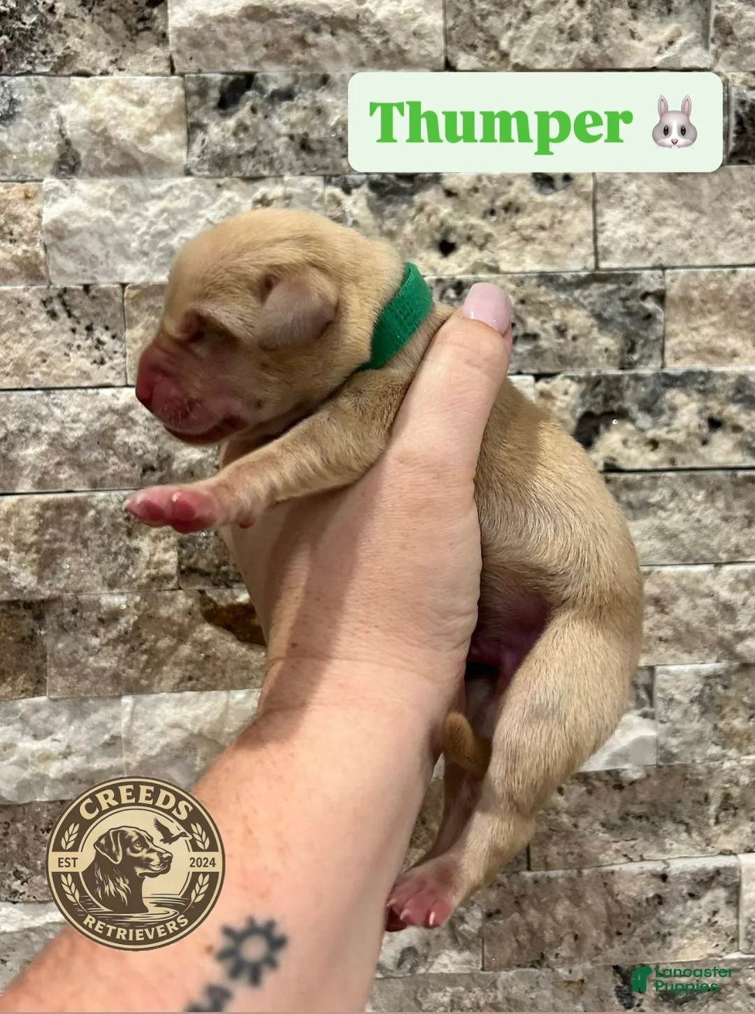 Labrador Retriever dogs for sale: Thumper - Ad 1