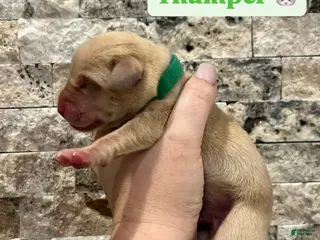 Labrador Retriever dogs for sale: Thumper - Ad 2