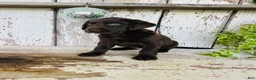 Labrador Retriever dogs for sale: Sara  - Ad 7