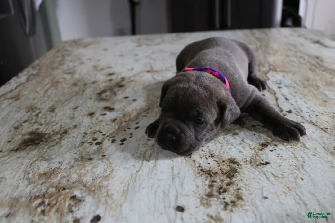 Cane Corso dogs for sale: Pink/Purple - Ad 1