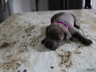 Cane Corso dogs Pink/Purple - Ad 32