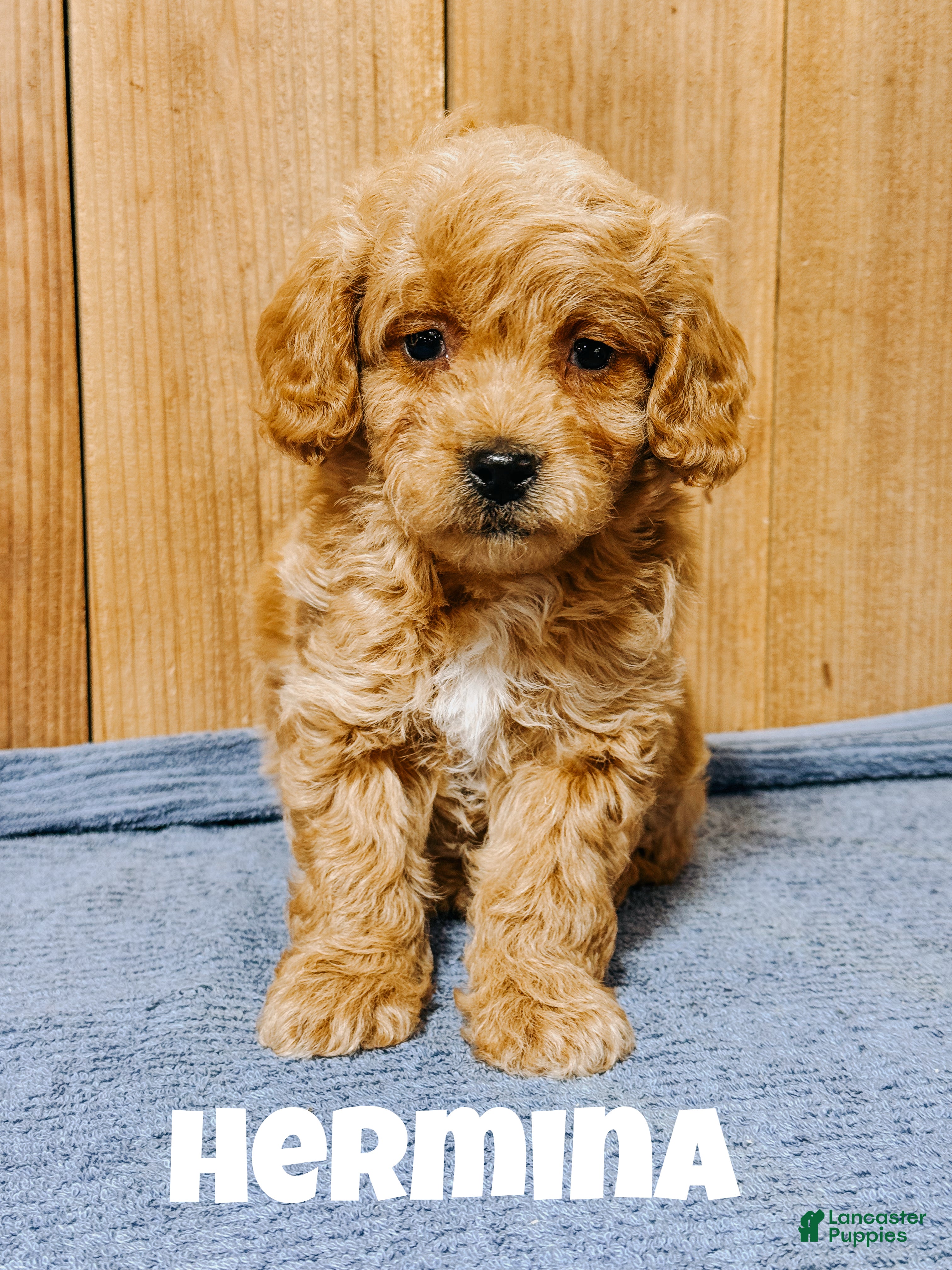 Mini Goldendoodle dogs Hermina, F1b Mini Goldendoodle  - Ad 35
