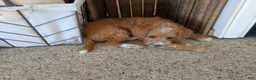 Cavapoo dogs for sale: Caramel - Ad 9