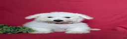 Bichon Frise dogs for sale: Barrister - Ad 3