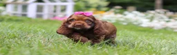 Cocker Spaniel dogs for sale: Daisy - Ad 6